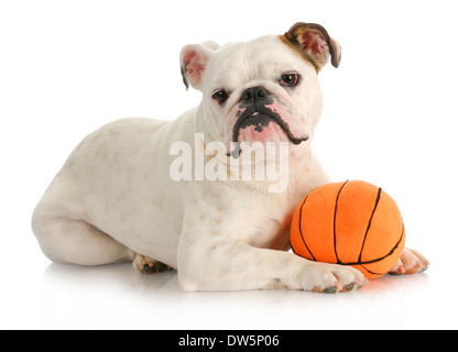 Hund spielen Ball - englische Bulldogge Verlegung mit ausgestopften Basketball auf weißem Hintergrund Stockfoto