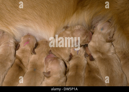 Golden Retriever, Welpen, sehr jung, einen Tag alt, von der Mutter gesäugt Stockfoto