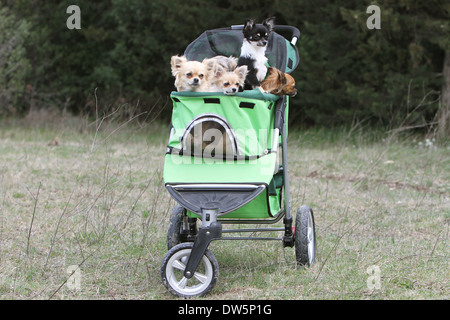 Chihuahua Hund / mehrere Erwachsene in einem Kinderwagen für Hund Stockfoto