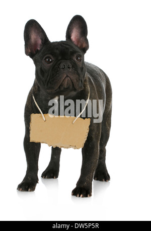 französische Bulldogge trägt Pappschild um Hals auf weißem Hintergrund Stockfoto