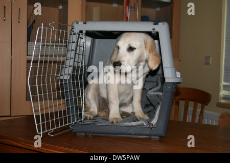 Golden Retriever Hund / Welpe in einem Käfig reisen Stockfoto