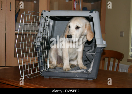 Golden Retriever Hund / Welpe in einem Käfig reisen Stockfoto