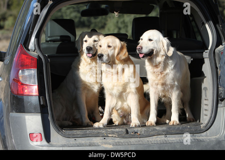 Golden Retriever Hund / drei Erwachsene in den Kofferraum des Autos Stockfoto