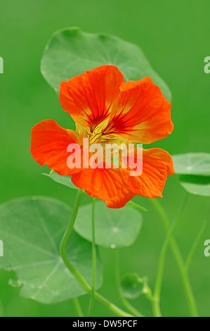 Kapuzinerkresse (Tropaeolum Majus) Stockfoto