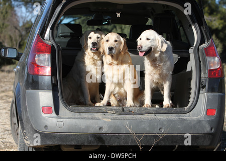 Golden Retriever Hund / drei Erwachsene in den Kofferraum des Autos Stockfoto