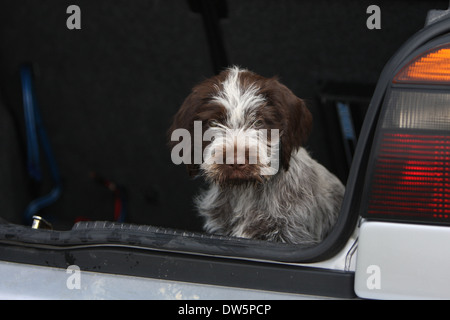 Hund Drahthaar deuten Griffon / Korthals Griffon / Welpen in den Kofferraum des Autos Stockfoto