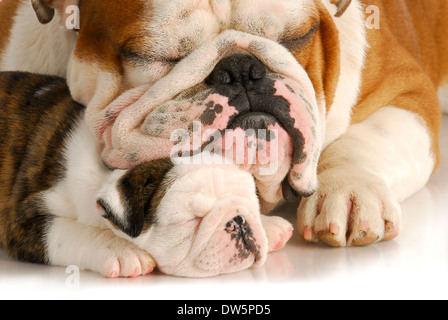 Puppy Love - Bulldog Vater und Tochter schlafen mit Reflexion auf weißem Hintergrund Stockfoto