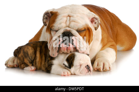 Bulldog Vater und Welpen schlafen mit Reflexion auf weißer Hintergrund - Welpe ist 7 Wochen alt Stockfoto