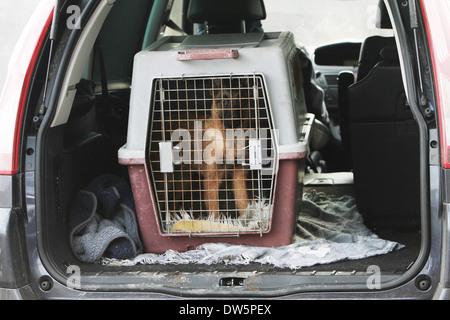 Hund Belgischer Schäferhund Laekenois / Welpen Reisen in einem Käfig in den Kofferraum des Autos Stockfoto