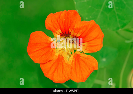 Kapuzinerkresse (Tropaeolum Majus) Stockfoto