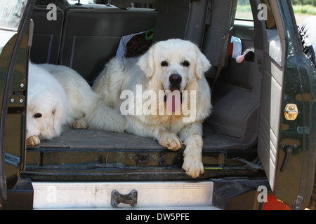 Hund Polish Tatra Sheepdog / Tatra Gebirge Sheepdog / Podhale / Erwachsenen und jungen in den Kofferraum des Autos liegen Stockfoto