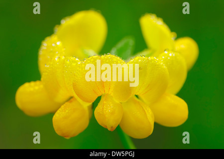 Birdsfoot Kleeblatt oder Birdfoot Deervetch (Lotus Corniculatus), North Rhine-Westphalia, Germany Stockfoto