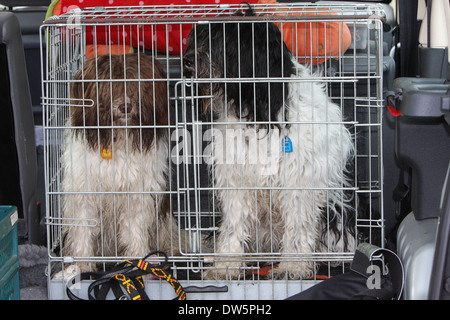 Schapendoes Hund / Holländischen Schäferhund / zwei Erwachsene in einem Käfig in den Kofferraum des Autos Reisen Stockfoto