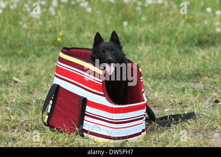 Schipperke Hund in einer Tragetasche Stockfoto