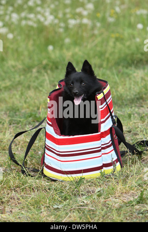 Schipperke Hund in einer Tragetasche Stockfoto