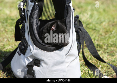 Schipperke Hündchen in einer Tragetasche Stockfoto