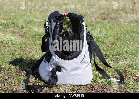 Schipperke Hündchen in einer Tragetasche Stockfoto