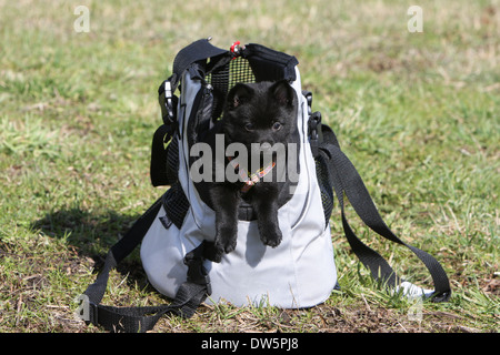 Schipperke Hündchen in einer Tragetasche Stockfoto