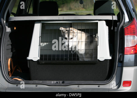 Alaskan Malamute Hund / Welpe Reisen in einem Käfig in den Kofferraum des Autos Stockfoto