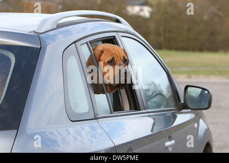 Tosa Inu / japanischer Mastiff Hund / Erwachsene Blick aus dem Autofenster Stockfoto