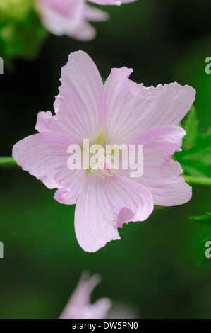 Stockrose Malve, größere Moschusmalve, Schnitt-leaved Malve oder Vervain Malve (Malva Alcea), North Rhine-Westphalia, Germany Stockfoto