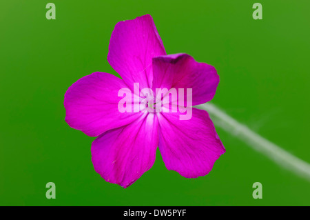 Rose Campion (Lychnis Coronaria, Silene Coronaria) Stockfoto