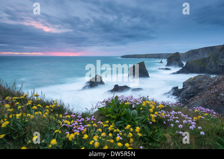 Wildblumen wachsen auf rührende oben Bedruthan Steps an einem stürmischen Abend, Cornwall, England. Frühjahr 2013 (Mai). Stockfoto