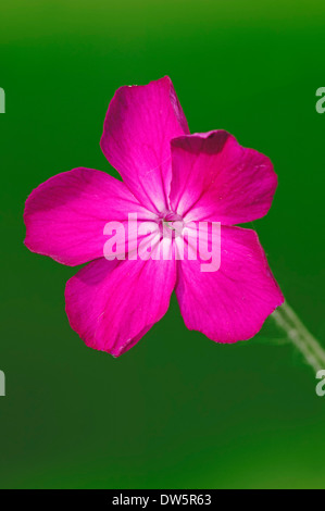 Rose Campion (Lychnis Coronaria, Silene Coronaria) Stockfoto