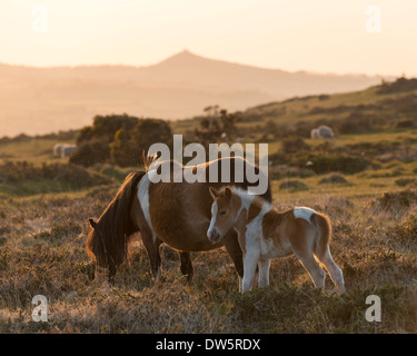 Dartmoor Pony und Fohlen weiden auf Moorland mit Brentor darüber hinaus, Dartmoor, Devon, England. (Juni) im Sommer 2013. Stockfoto