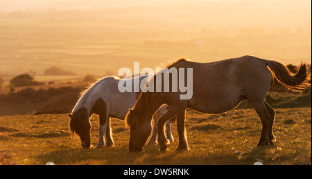 Dartmoor Ponys Weiden auf Moorland, Dartmoor National Park, Devon, England. (Juni) im Sommer 2013. Stockfoto