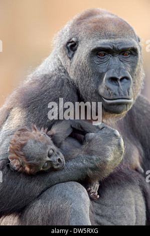 Flachlandgorilla (Gorilla Gorilla Gorilla), Weibchen mit jungen Stockfoto