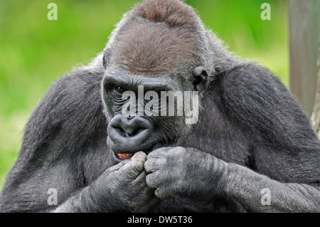 Flachlandgorilla (Gorilla Gorilla Gorilla), Männlich Stockfoto