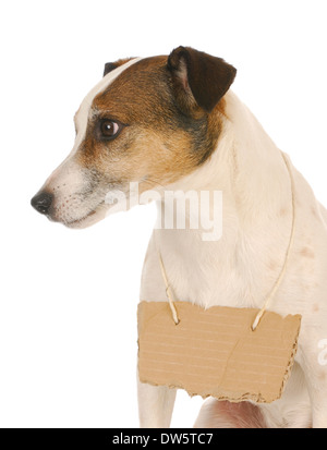 Hund jack mit Schild - Russell Terrier mit Pappschild um Hals Stockfoto