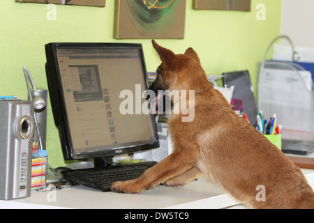 Hund Belgischer Schäferhund Laekenois / Welpen mit Blick auf den Computerbildschirm Stockfoto