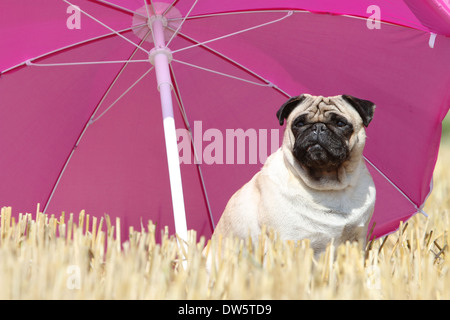 Hund Mops / Carlin / Mops / Erwachsene sitzen in einem Feld unter einem Regenschirm Stockfoto