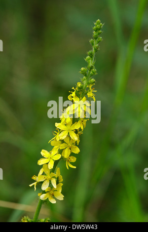 Blüte Agrimony (Agrimonia Eupatoria) Stockfoto