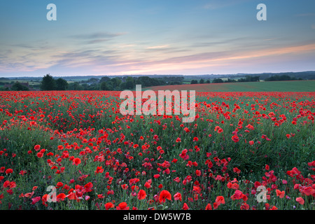 Wilde Mohnfeld bei Sonnenuntergang, Dorset, England. (Juli) im Sommer 2013. Stockfoto