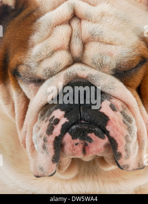 hässliche Hund - faltige englische Bulldogge Gesicht mit saurer Ausdruck suchen Stockfoto