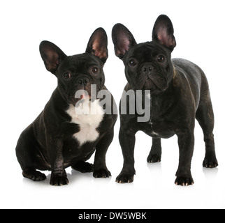Wurfgeschwister - zwei französische Bulldogge Welpen mit Reflektion auf weißem Hintergrund Stockfoto
