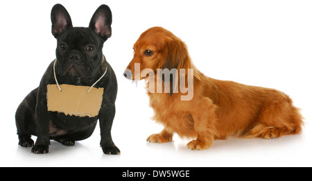 Hund mit einer Botschaft - Dackel suchen ein Zeichen, dass Französische Bulldoggen Hals Stockfoto