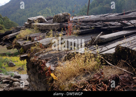 Pflanzen wachsen ein das Dach eines alten Hauses in das Dorf Dramba, Tsum Valley, Nepal. Stockfoto