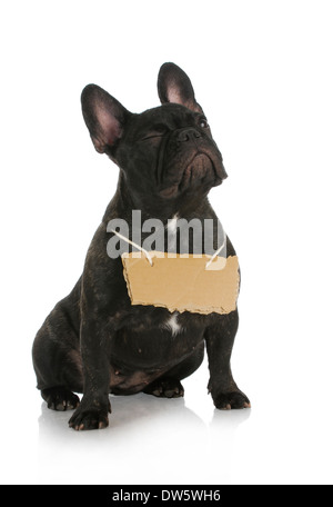 Hund, einem Augenzwinkern - französische Bulldogge zwinkert während des Tragens Pappschild um Hals auf weißem Hintergrund Stockfoto