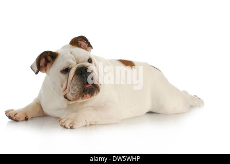 englische Bulldogge Festlegung mit hinteren Beine ausgestreckt auf weißem Hintergrund Stockfoto