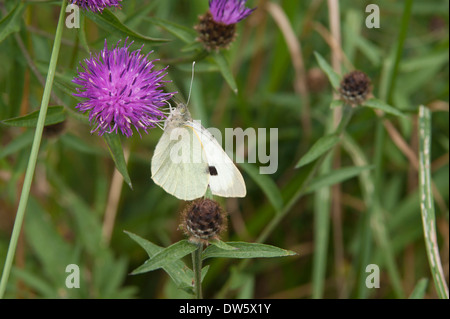 Kleiner Kohl weiß Schmetterling auf einer Distel Blume in Cumbria, England Stockfoto