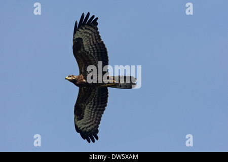 Honig-Bussard (Pernis Apivorus) während des Fluges, Jugendkriminalität, 1 cy Stockfoto