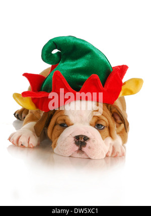 Weihnachten Welpen - englische Bulldogge Welpen, gekleidet wie eine Elfe auf weißem Hintergrund Stockfoto
