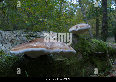 Zwei Klemme Pilze auf einem abgestorbenen Baum liegt auf dem Boden eines Waldes im Herbst im Lake District, England. Stockfoto