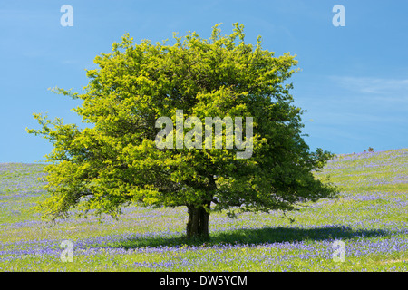 Weißdorn-Baum und Glockenblumen Blüte auf Holwell Rasen, Dartmoor, Devon, England. (Juni) Frühjahr 2013. Stockfoto