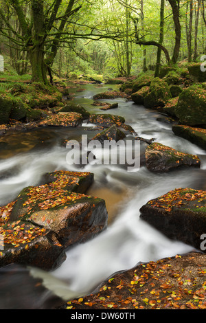 Fluss Fowey taumeln durch Felsen am Golitha fällt, Cornwall, England. Herbst (September) 2013. Stockfoto