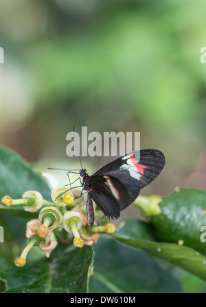 Postbote Schmetterling: Heliconius Melpomene. Schmetterlingsfarm. Stockfoto